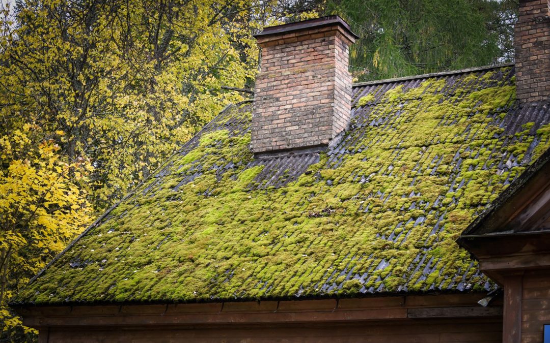 Usuwanie mchu i grzybów z dachu: Skuteczne strategie czyszczenia dachu